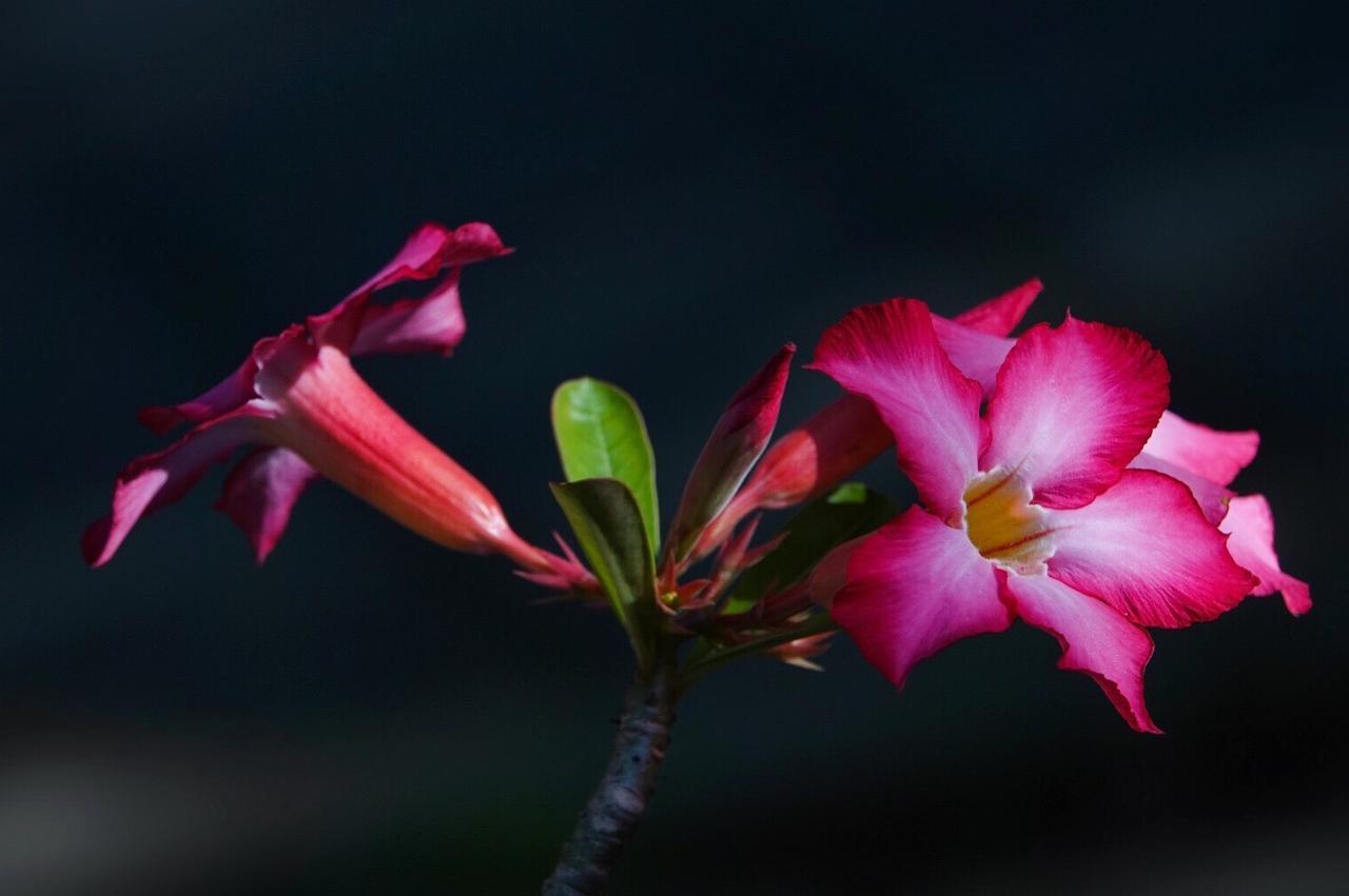 El Homestay Bali Нуса-Дуа Экстерьер фото
