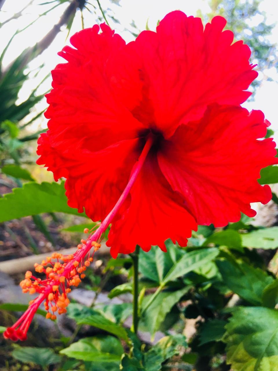 El Homestay Bali Нуса-Дуа Экстерьер фото