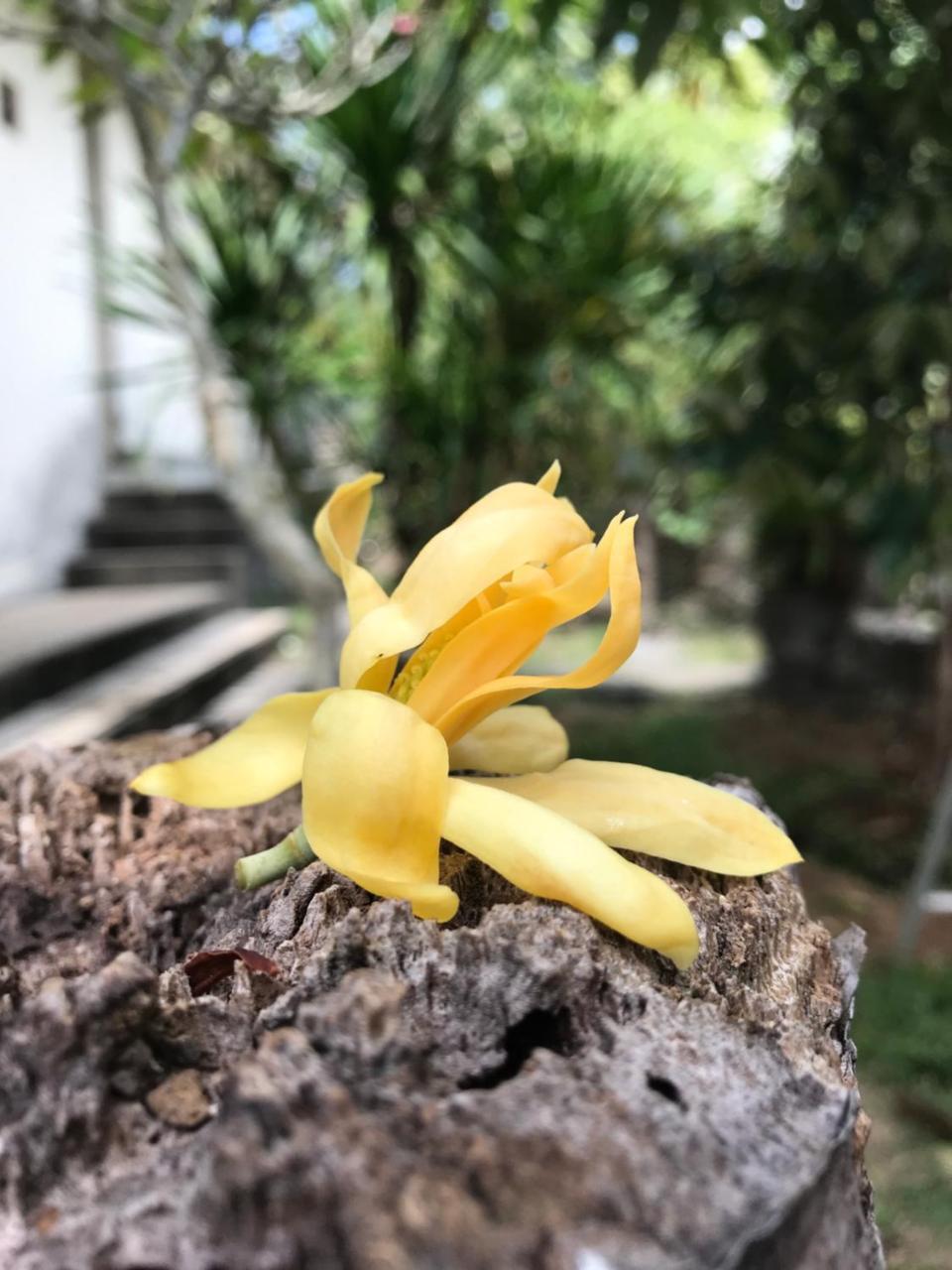El Homestay Bali Нуса-Дуа Экстерьер фото